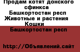 Продам котят донского сфинкса - Башкортостан респ. Животные и растения » Кошки   . Башкортостан респ.